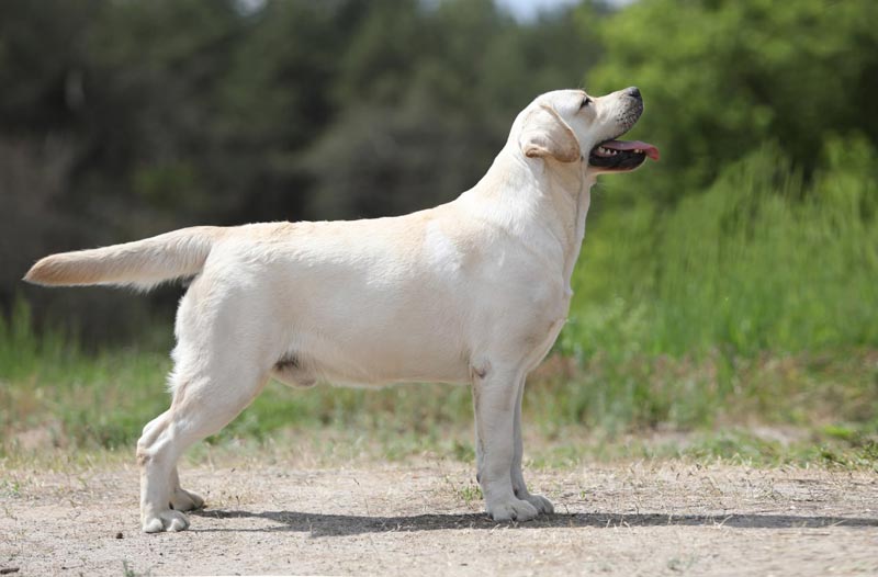 True Hurricane Black&Chocolate 