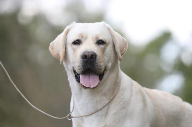 True Hurricane Black&Chocolate 