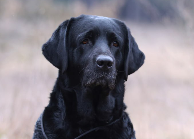 Secret's Night Black&Chocolate