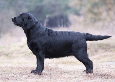 Secret's Night Black&Chocolate