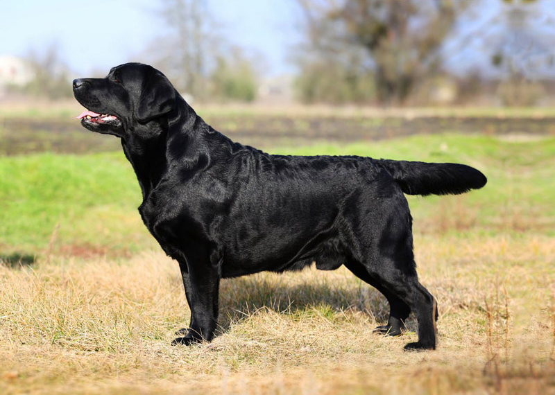 Show Man Black&Chocolate