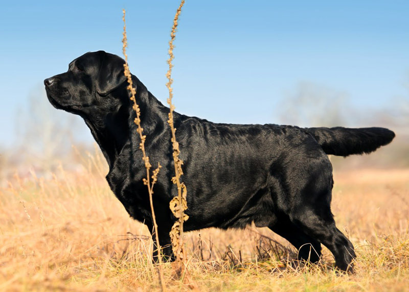 Show Man Black&Chocolate