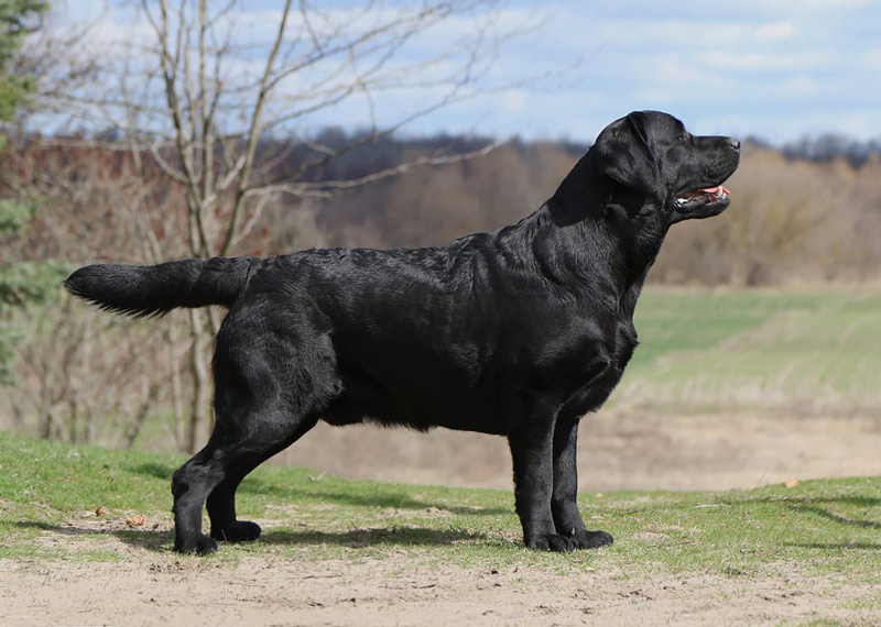 Show Man Black&Chocolate