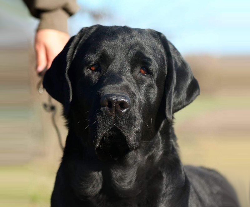 Show Man Black&Chocolate