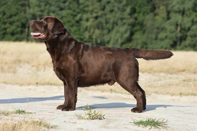 Big Sky's Knight Moves