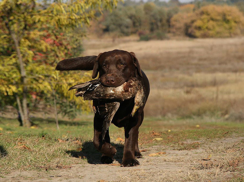 Big Sky's Knight Moves