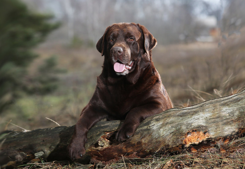 Big Sky's Knight Moves