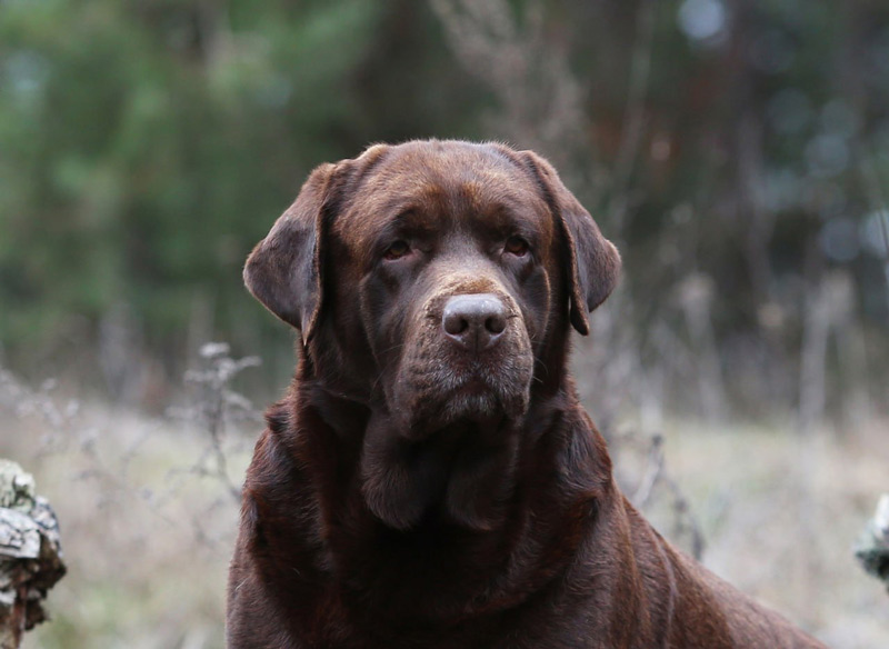 Big Sky's Knight Moves