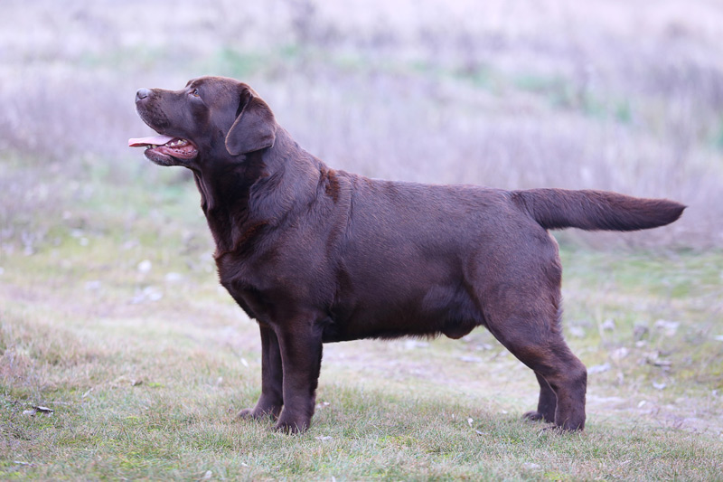 Big Sky's Knight Moves