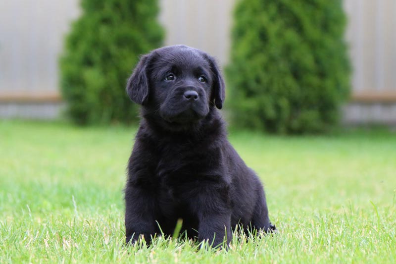 Cherry Blossom Black&Chocolate