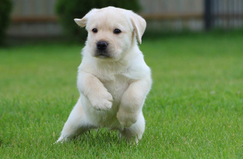 Crystal Dawn Black&Chocolate