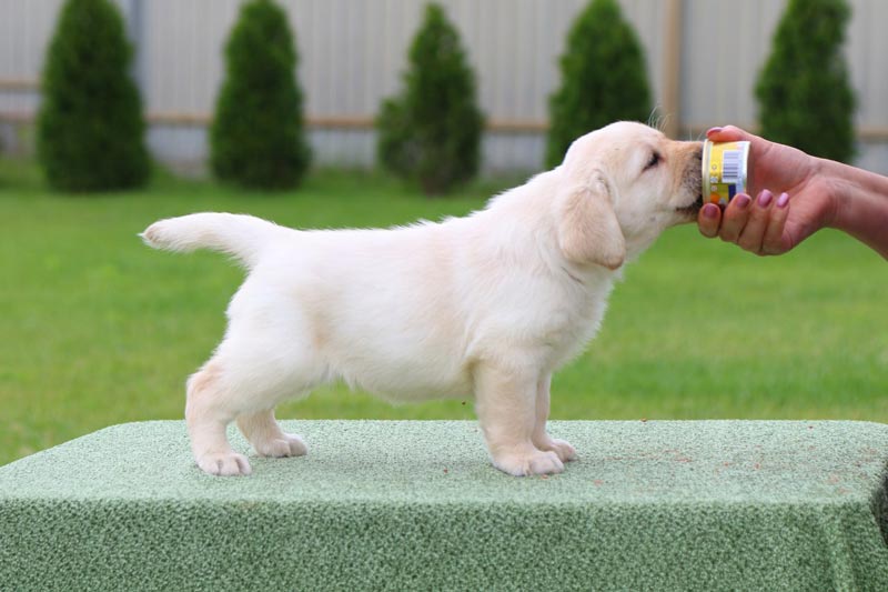 Crystal Dawn Black&Chocolate