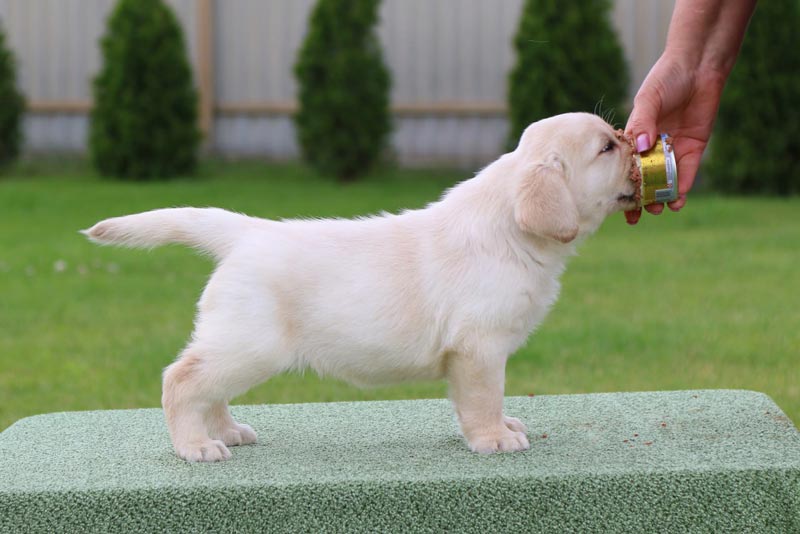 Crystal Dawn Black&Chocolate