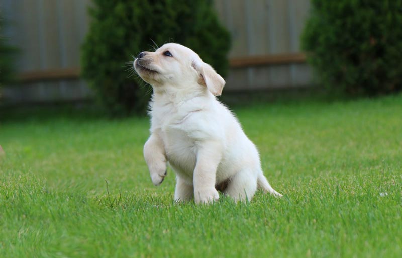 Crystal Dawn Black&Chocolate