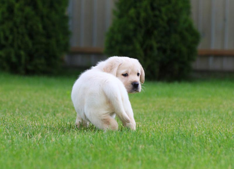 Crystal Dawn Black&Chocolate