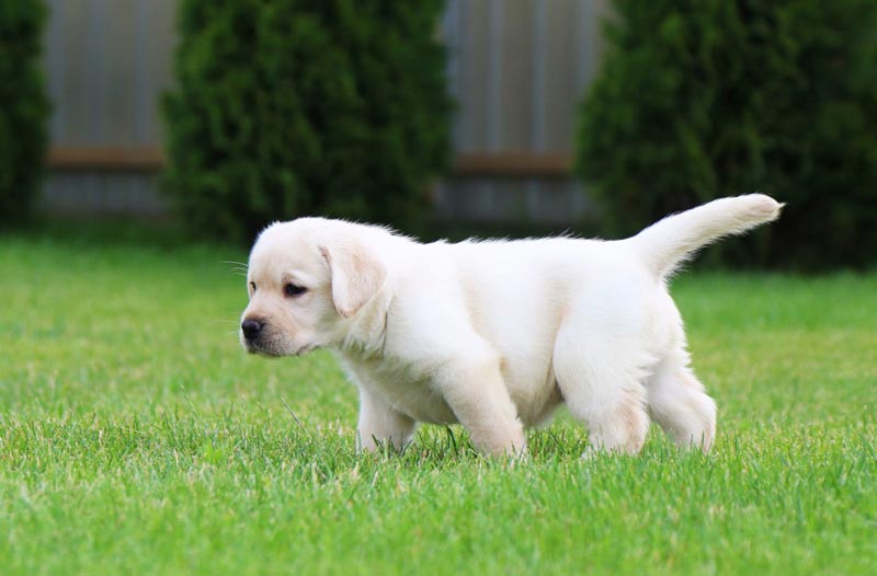 Crystal Dawn Black&Chocolate