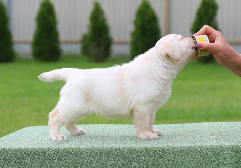 Crystal Dawn Black&Chocolate