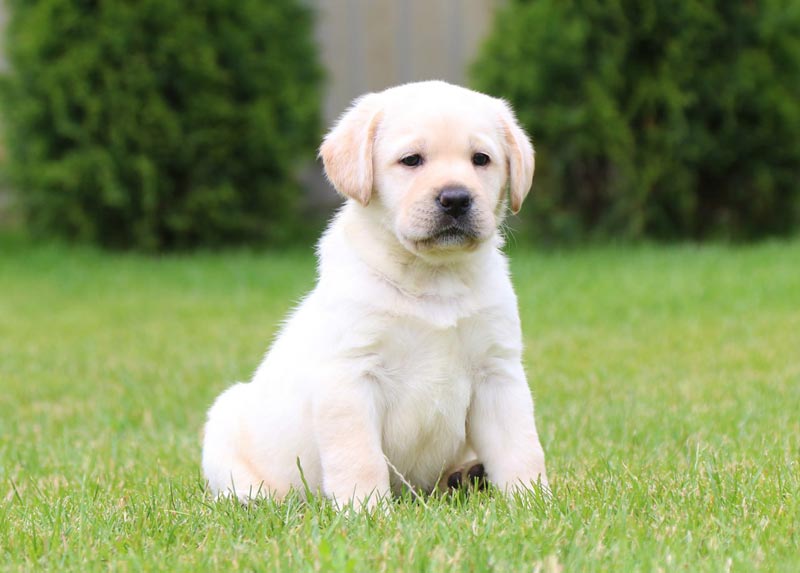 Coco Melody Black&Chocolate