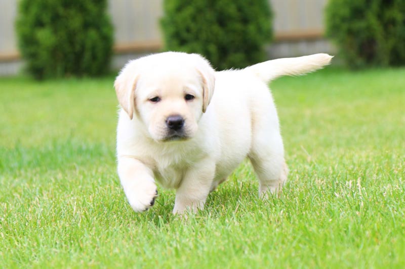 Coco Melody Black&Chocolate