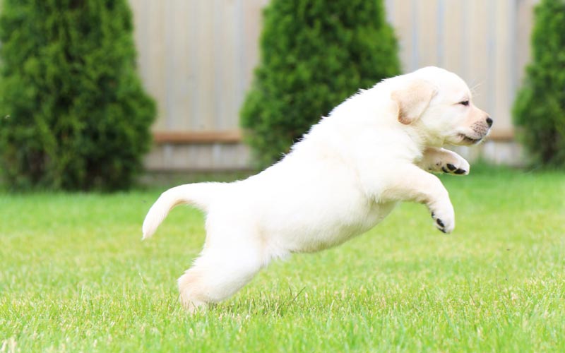 Coco Melody Black&Chocolate