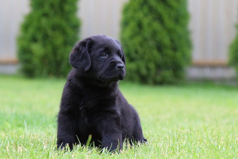 Cherry Blossom Black&Chocolate