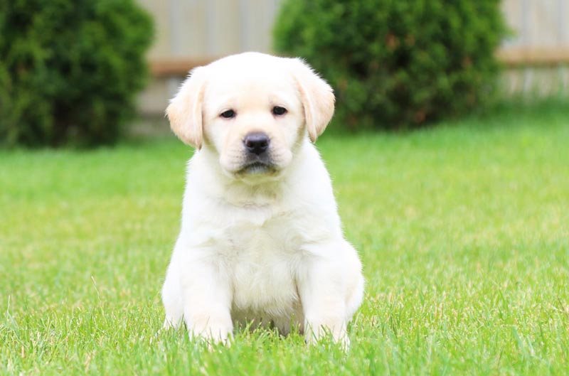 Coco Melody Black&Chocolate