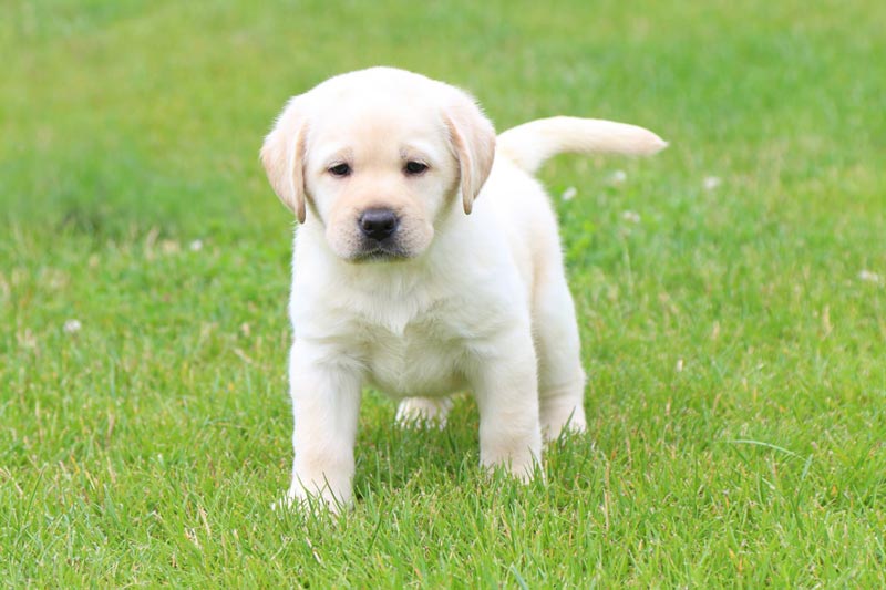 Coco Melody Black&Chocolate