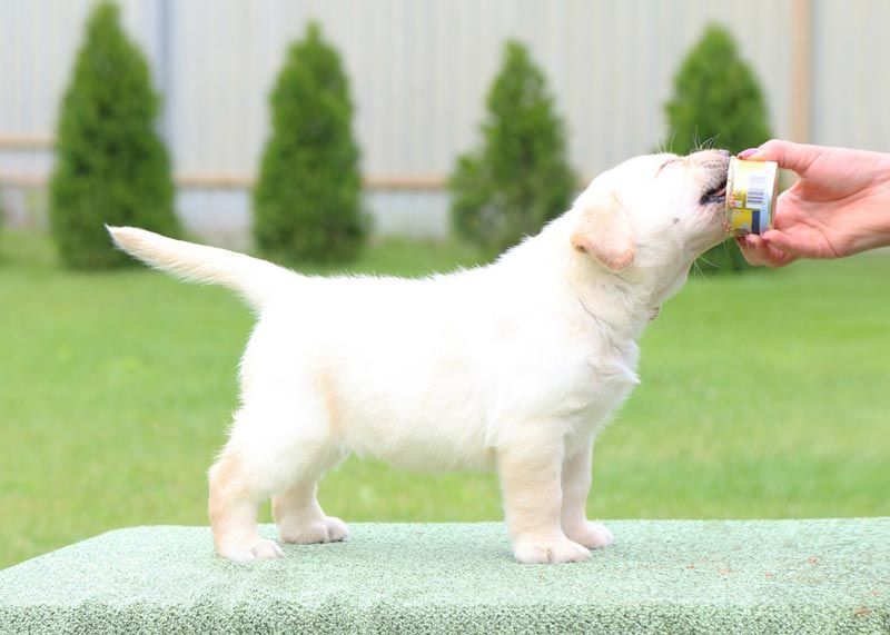 Coco Melody Black&Chocolate