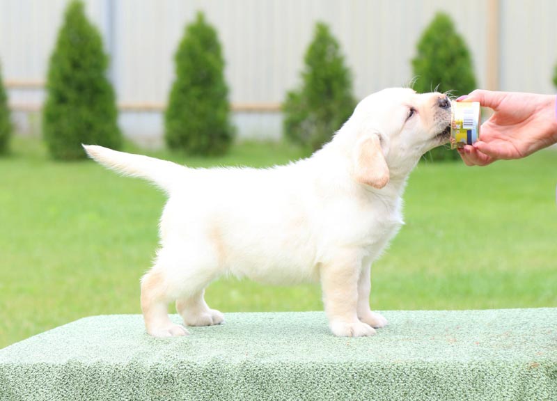 Coco Melody Black&Chocolate