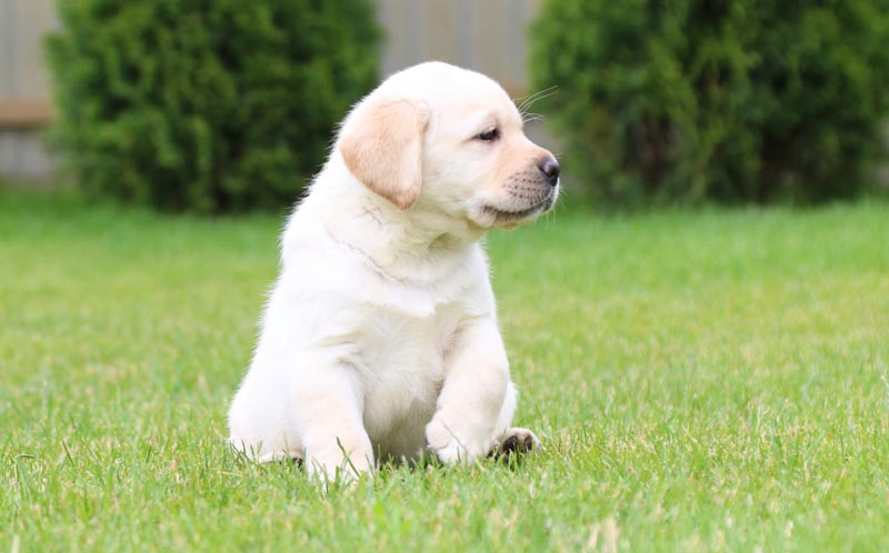 Coco Melody Black&Chocolate