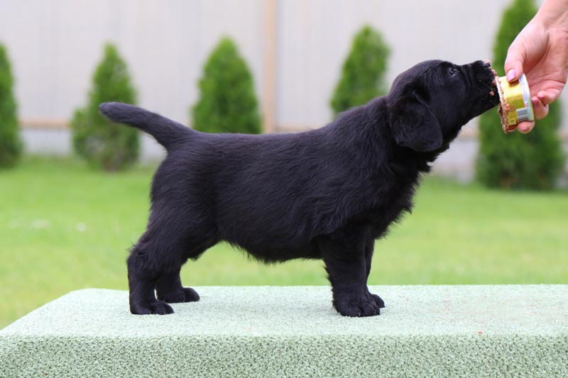 Cherry Blossom Black&Chocolate