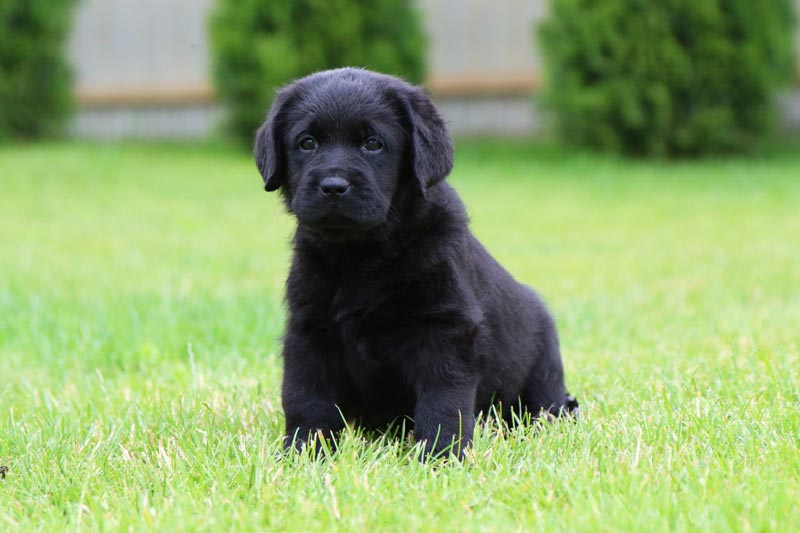 Cherry Blossom Black&Chocolate