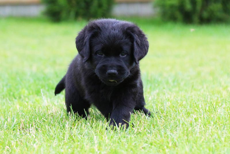 Cherry Blossom Black&Chocolate