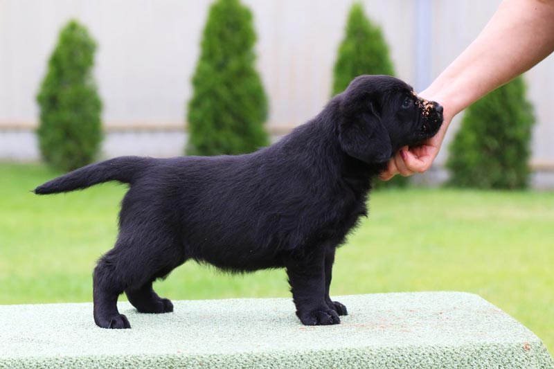 Cherry Blossom Black&Chocolate