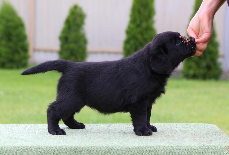 Cherry Blossom Black&Chocolate