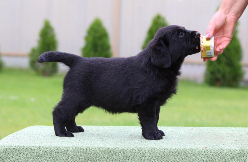 Cherry Blossom Black&Chocolate