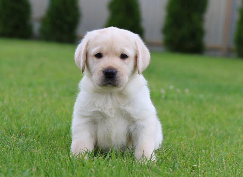 Crystal Dawn Black&Chocolate