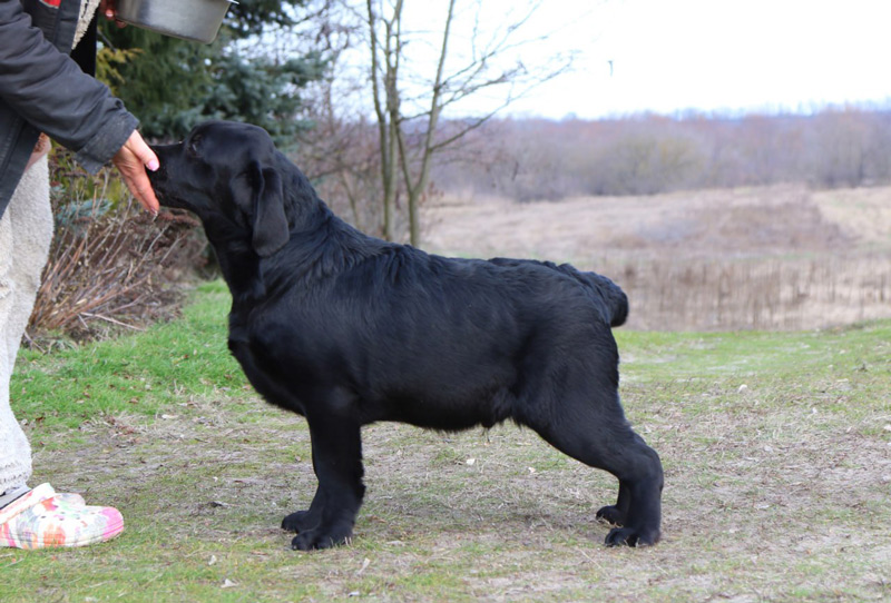 LIONELL MESSI Black&Chocolate