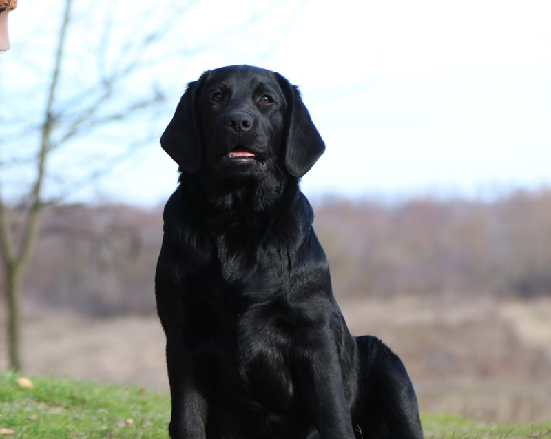 LOVELY PRADA Black&Chocolate