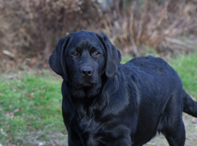 LOVELY PRADA Black&Chocolate