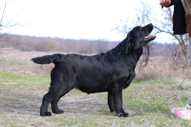 LOVELY PRADA Black&Chocolate