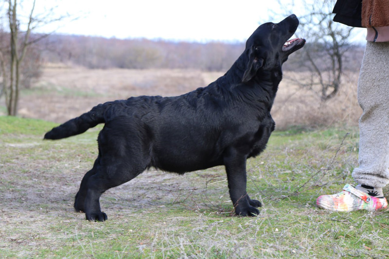 LOVELY PRADA Black&Chocolate