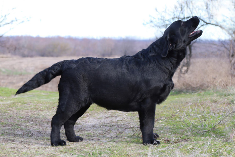 LOVELY PRADA Black&Chocolate