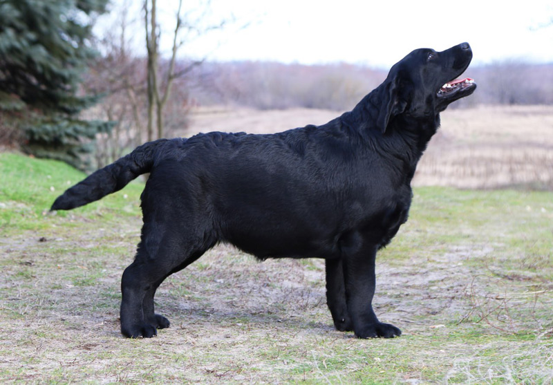 LOVELY PRADA Black&Chocolate