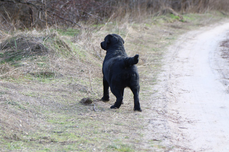 LOVELY PRADA Black&Chocolate