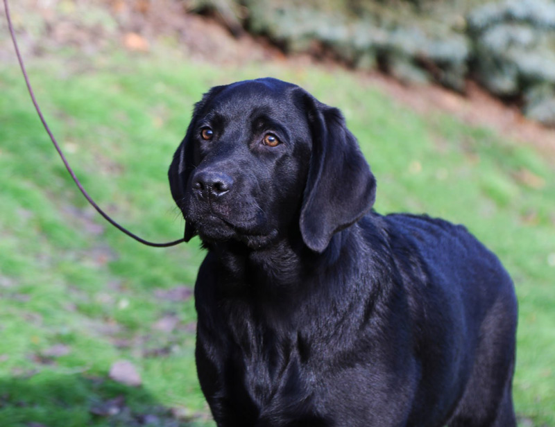 LITTLE LOUIS VUITTON Black&Chocolate