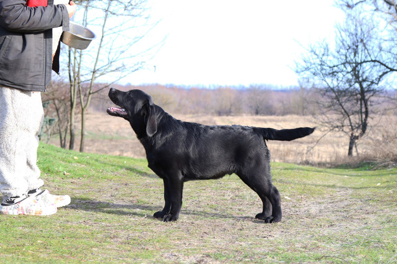 LITTLE LOUIS VUITTON Black&Chocolate