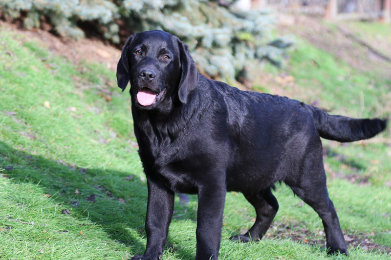 LITTLE LOUIS VUITTON Black&Chocolate