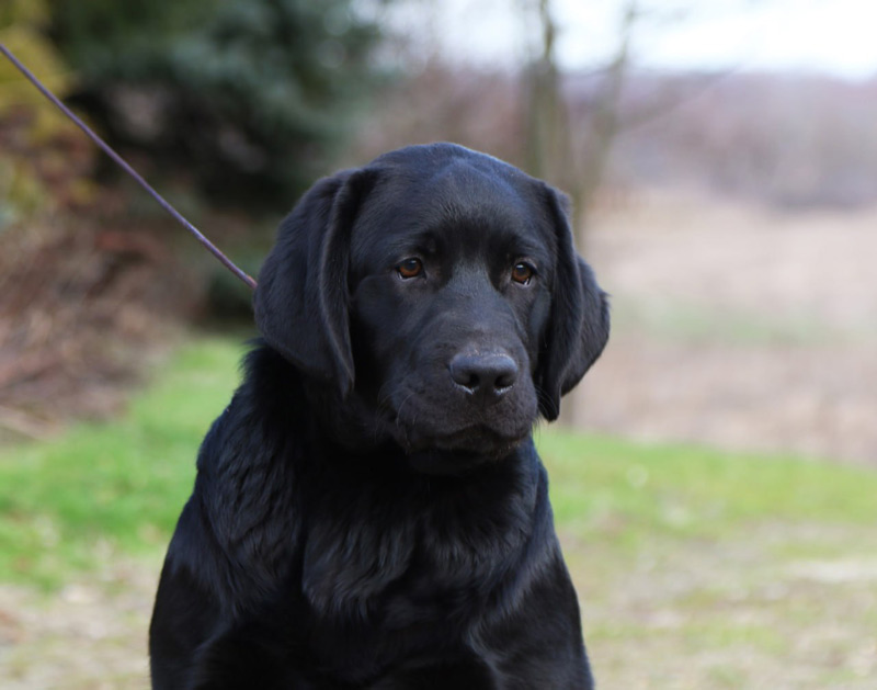 LIONELL MESSI Black&Chocolate