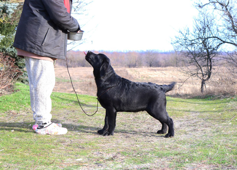 LITTLE LOUIS VUITTON Black&Chocolate